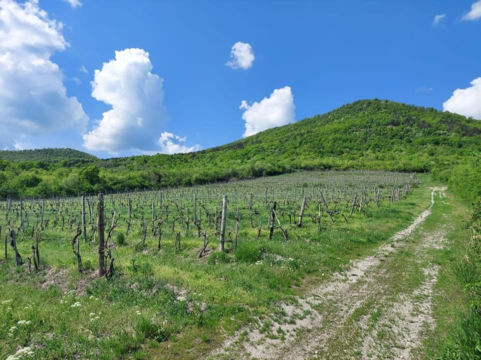Apartamento Via Tokaj Vendégház Sátoraljaújhely Exterior foto